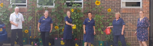 The heart failure team socially distanced stood in front of their growing sunflowers at the Clementhorpe Health Centre