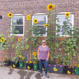 Staff member Paula Smith with her prize winning tallest sunflower grown outside the Clementhorpe Health Centre