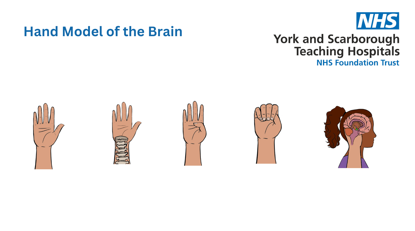 Diagram outlining the 'Hand Model of the Brain'